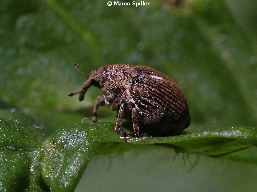 Curculionidae:  Mononychus punctumalbum